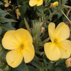 Evening-Primrose (Oenothera biennis) Plant