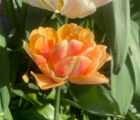 Foxy Foxtrot Tulip Bulbs