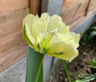Exotic Emperor Tulip Bulbs