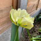 Exotic Emperor Tulip Bulbs