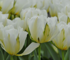 Exotic Emperor Tulip Bulbs - Bulk Buy