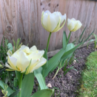 Exotic Emperor Tulip Bulbs