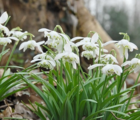 BS Snowdrop (Flore Pleno, Double) Bulbs (Galanthus nivalis f. pleniflorus)