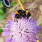 Scabious, Field (Knautia arvensis) Plant