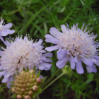 Scabious, Field (Knautia arvensis) Plant