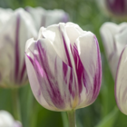 Flaming Flag Tulip Bulbs