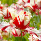 Flaming Parrot Tulip Bulbs