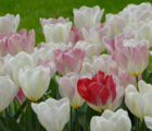 Flaming Purissima Tulip Bulbs