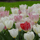 Flaming Purissima Tulip Bulbs