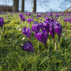 Flower Record Crocus Bulbs