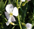 Fodder Radish Seed (Raphanus sativus) - (Organic)