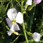 Fodder Radish Seed (Raphanus sativus) - (Organic)