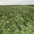 ROMESA Fodder Radish Seed (Raphanus sativus)