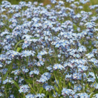 Forget-me-not, Field (Myosotis arvensis) Plants