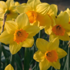 Fortune Daffodil Bulbs