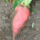Fosyma Fodder Beet