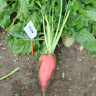 Fosyma Fodder Beet