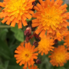 Fox and Cubs (Pilosella aurantiaca) Plant