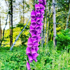 Foxglove, Wild (Digitalis purpurea) Plant