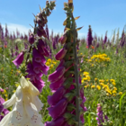 Foxglove, Wild (Digitalis purpurea) Seeds