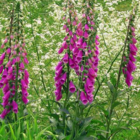 Foxglove, Wild (Digitalis purpurea) Seeds