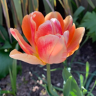 Foxy Foxtrot Tulip Bulbs