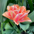 Foxy Foxtrot Tulip Bulbs