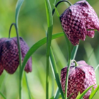 BS Snake's Head Fritillary Bulbs (Fritillaria meleagris)