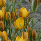 Fuscotinctus Specie Crocus Bulbs