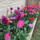 George Special Tulip Bulb Collection