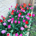 George Special Tulip Bulb Collection