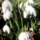 BS Snowdrop (Flore Pleno, Double) Bulbs (Galanthus nivalis f. pleniflorus)