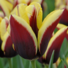 Gavota Tulip Bulbs