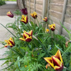 Gavota Tulip Bulbs