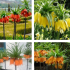 Giant Fritillaria Bulb Collection