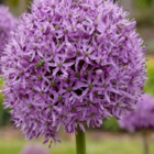 Gladiator Allium Bulbs