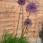 Gladiator Allium Bulbs