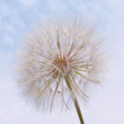 Goat's-Beard (Tragopogon pratensis) Plant