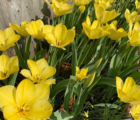 Golden Apeldoorn Tulip Bulbs