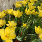 Golden Apeldoorn Tulip Bulbs