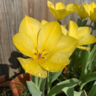 Golden Apeldoorn Tulip Bulbs