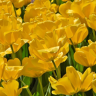 Golden Apeldoorn Tulip Bulbs