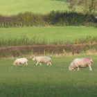 BS Permanent Pasture - with clover, 5+ yrs Ley Mixture