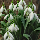 BS Snowdrop (Giant) Bulbs (Galanthus elwesii)