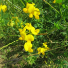 Trefoil, Greater Bird's-foot (Lotus uliginosus) Plant