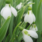 BS Snowdrop (Giant) Bulbs (Galanthus elwesii)