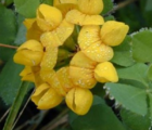 Trefoil, Greater Bird's-foot (Lotus uliginosus) Plant