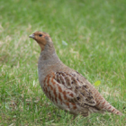 CSS10/GP Wild Bird Mixture - Grey Partridge  (1 or 2 year) AB9