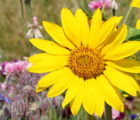 ColourMax - Honey Bee Sensation Flower Seed