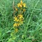 St John's-Wort, Hairy (Hypericum hirsutum) Plant